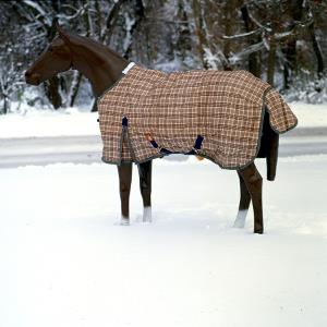 5/A Baker® Baker Turnout Blanket 400 Gram