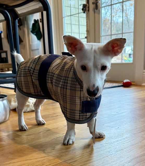 5/A Baker®Dog Turnout Blanket