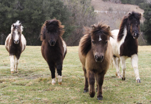 Miniature Horse and Pony Sheet