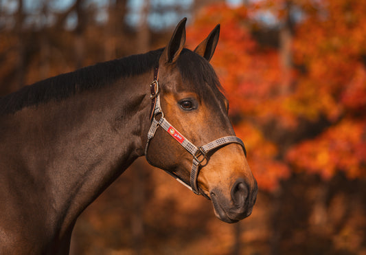 5/A Baker® Baker Halter